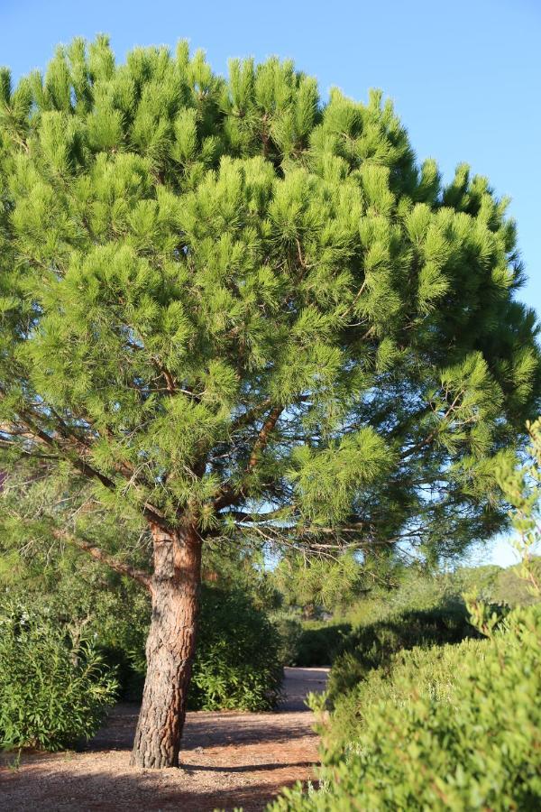 Casa Mia Aparthotel Porto-Vecchio  Buitenkant foto